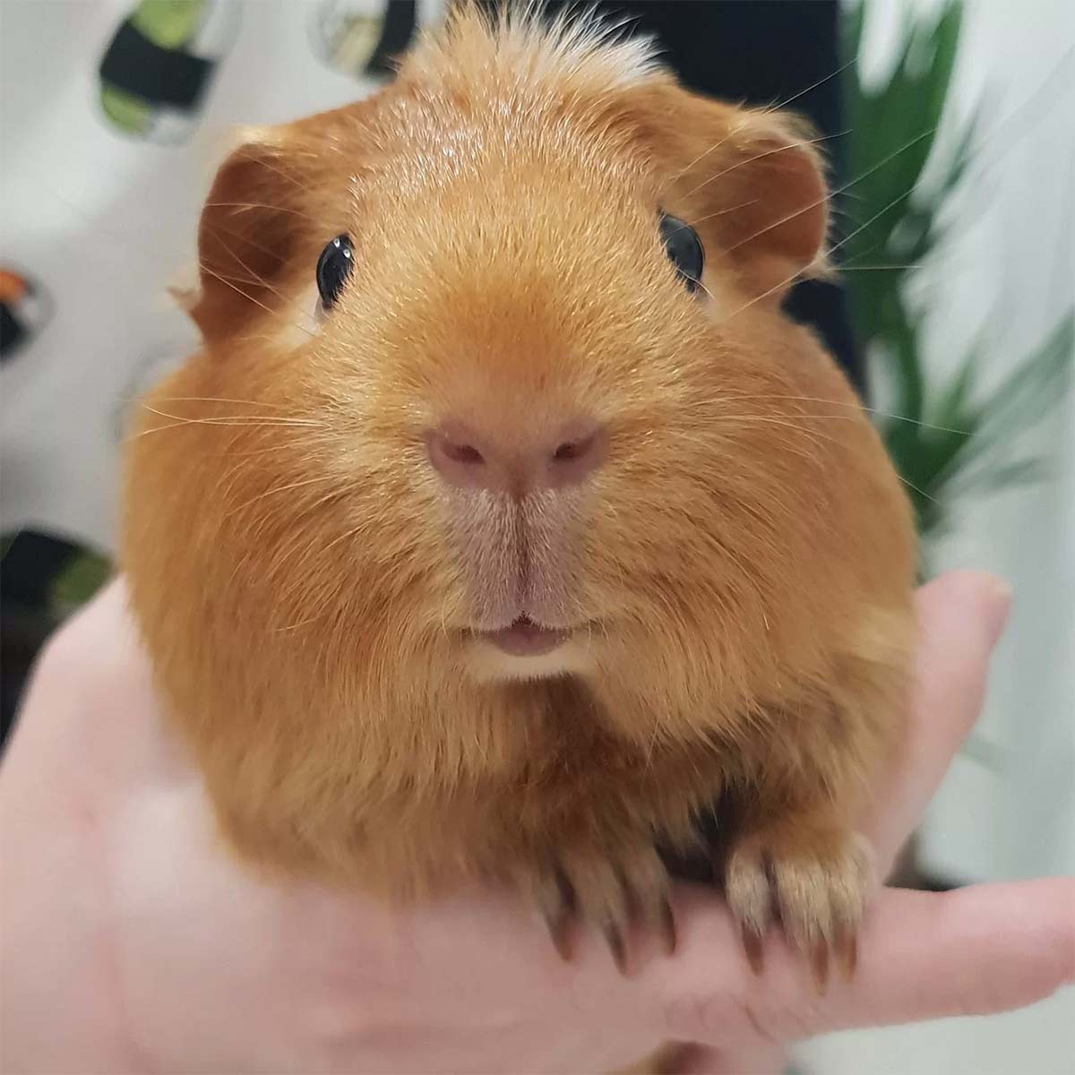 Castración de cobayas