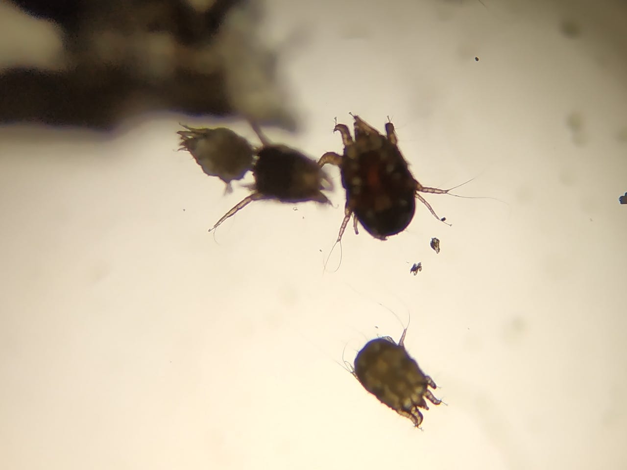 Parásitos en los conejos