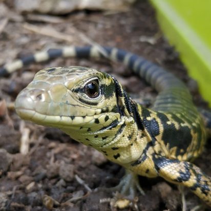 veterinario reptiles madrid