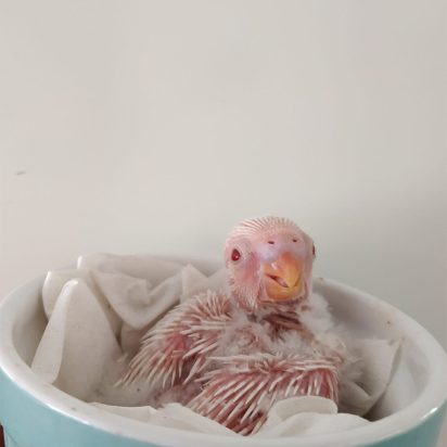 veterinario aves exoticas madrid