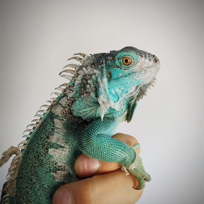 veterinario reptiles