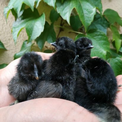 veterinario aves exoticas