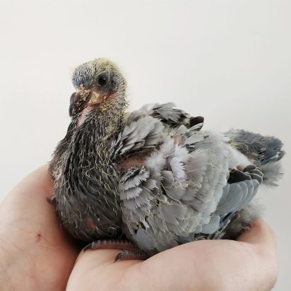 especialistas en aves exoticas