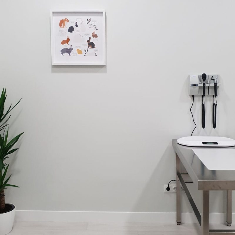 instalaciones clinica animales exoticos