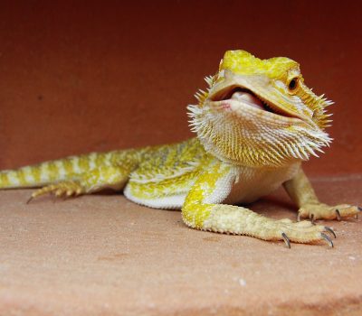 Corchete comunicación diversión Reptiles Exóticos que pueden ser tu Mascota | VETCON