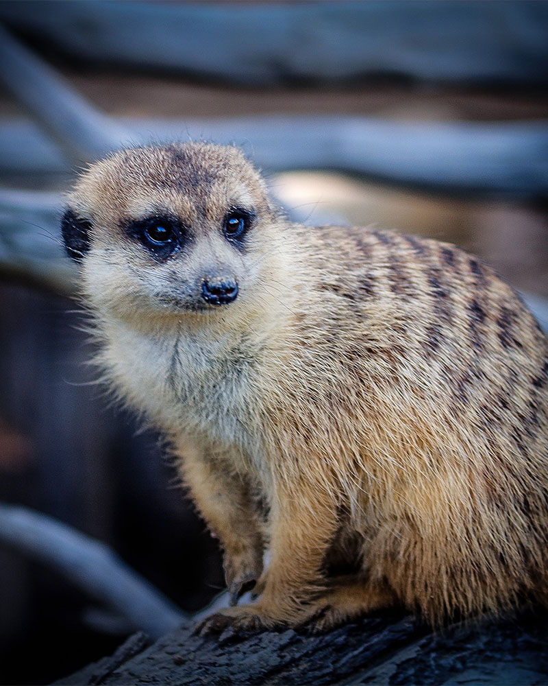 suricata como mascota