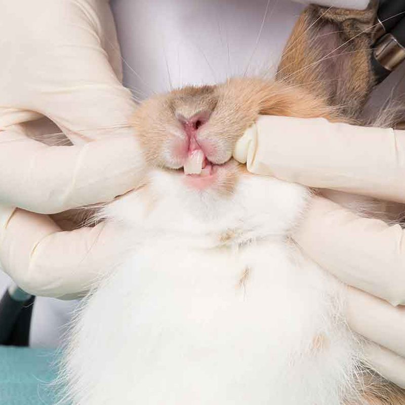 Servicio de odontología de animales exóticos