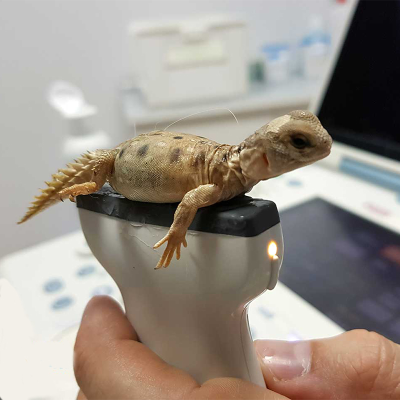 Ecografía y ultrasonidos