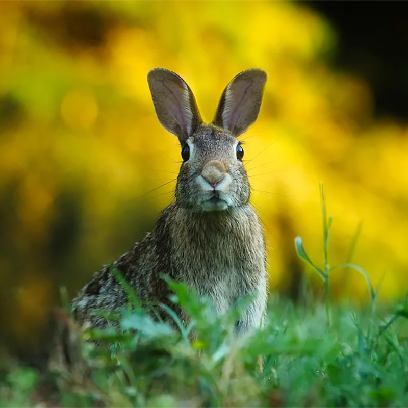 Historia del conejo