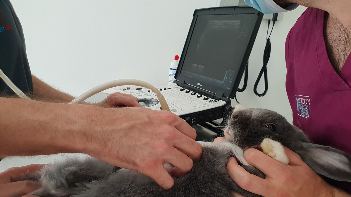 COVID en animales domésticos