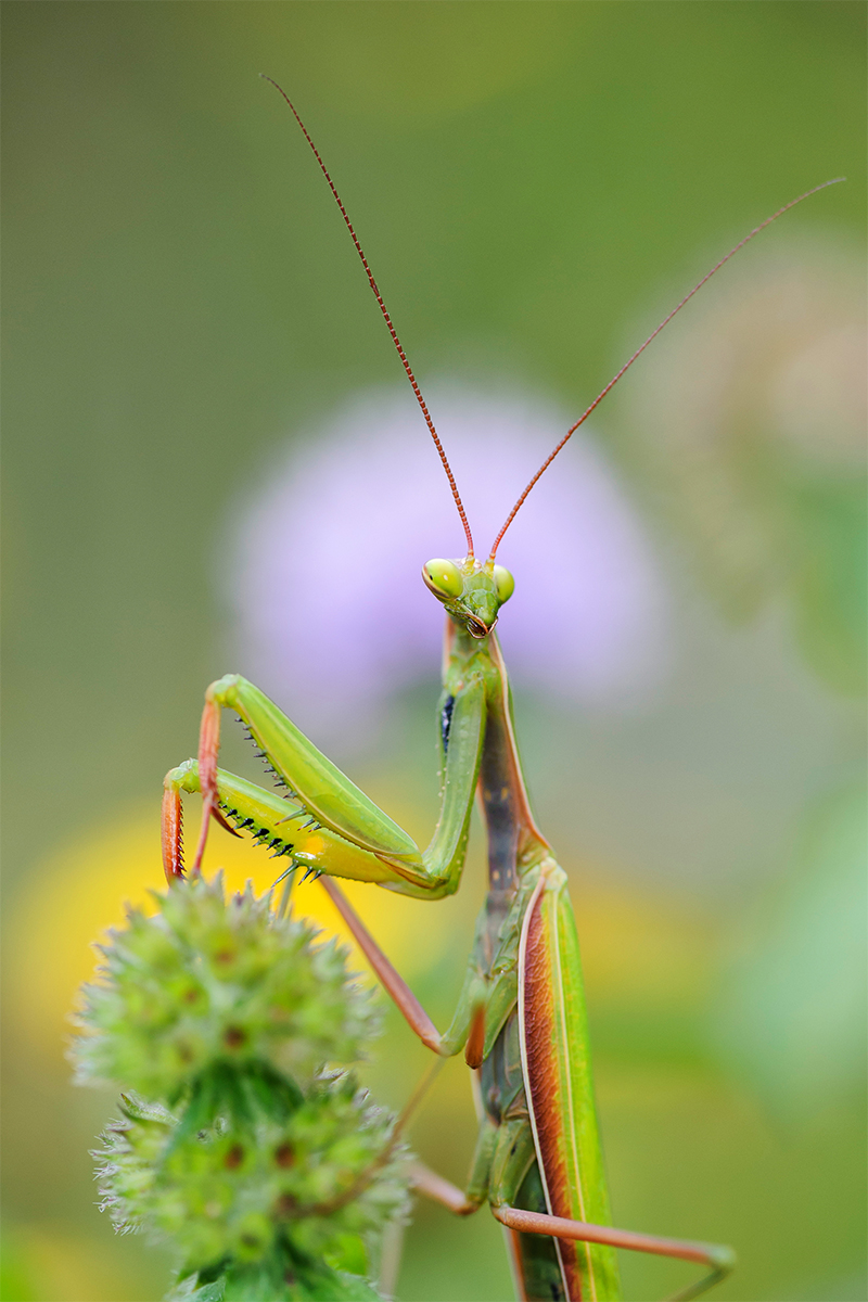 Mantis Religiosa Y Sus Cuidados En Cautividad VETCON