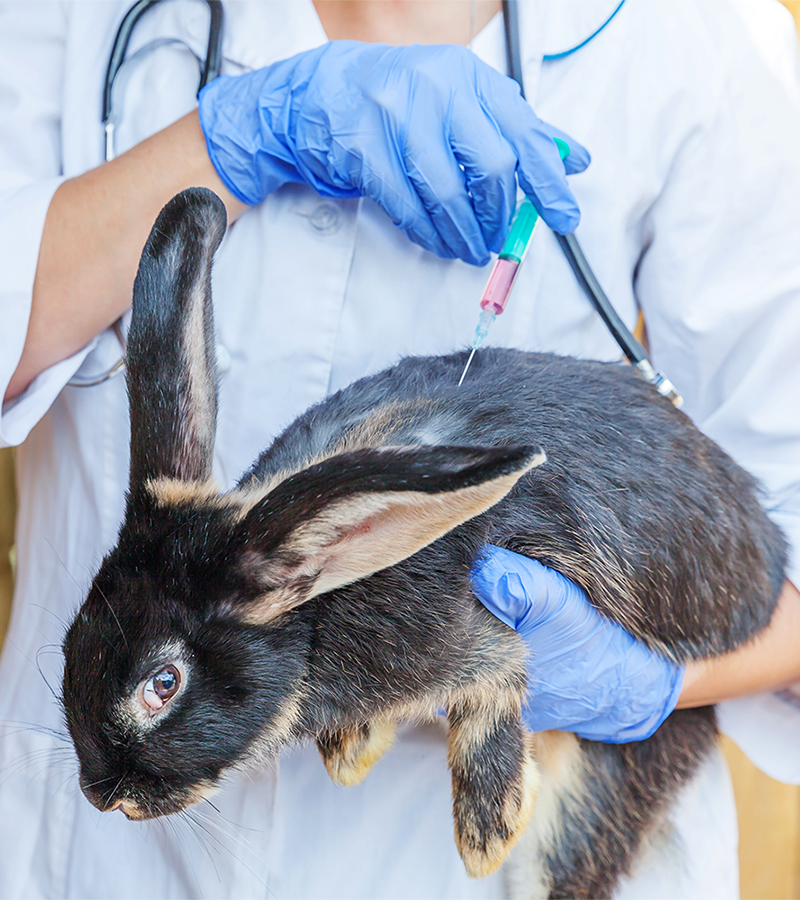 vacunacion conejos