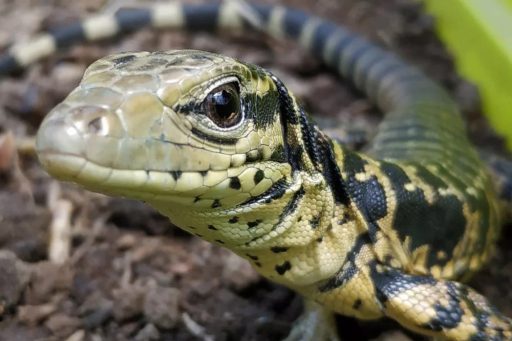 ¿Qué cuidados veterinarios necesita un reptil?