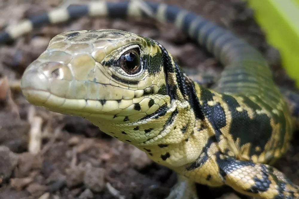 veterinario reptiles madrid - vetcon