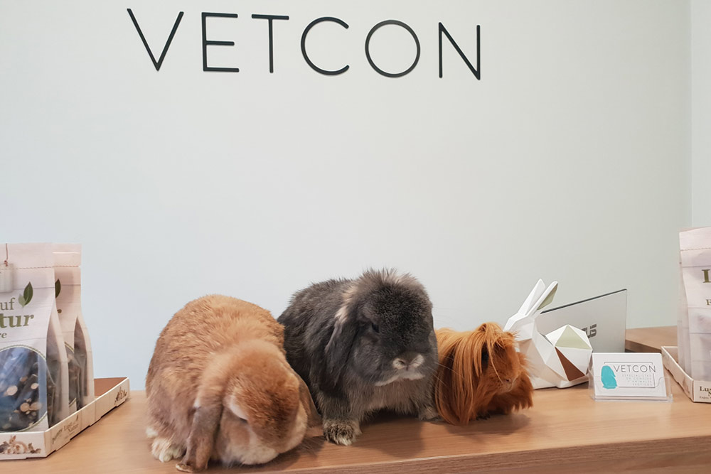 Viajar con tu conejo