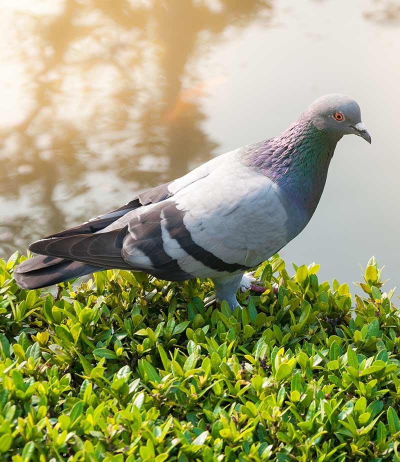 Consulta gratuita de palomas urbanas en Madrid