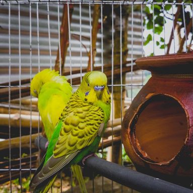 Hembra y macho de periquito australiano
