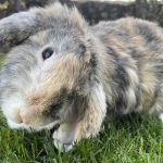 El parásito Encephalitozoon cuniculi en conejos