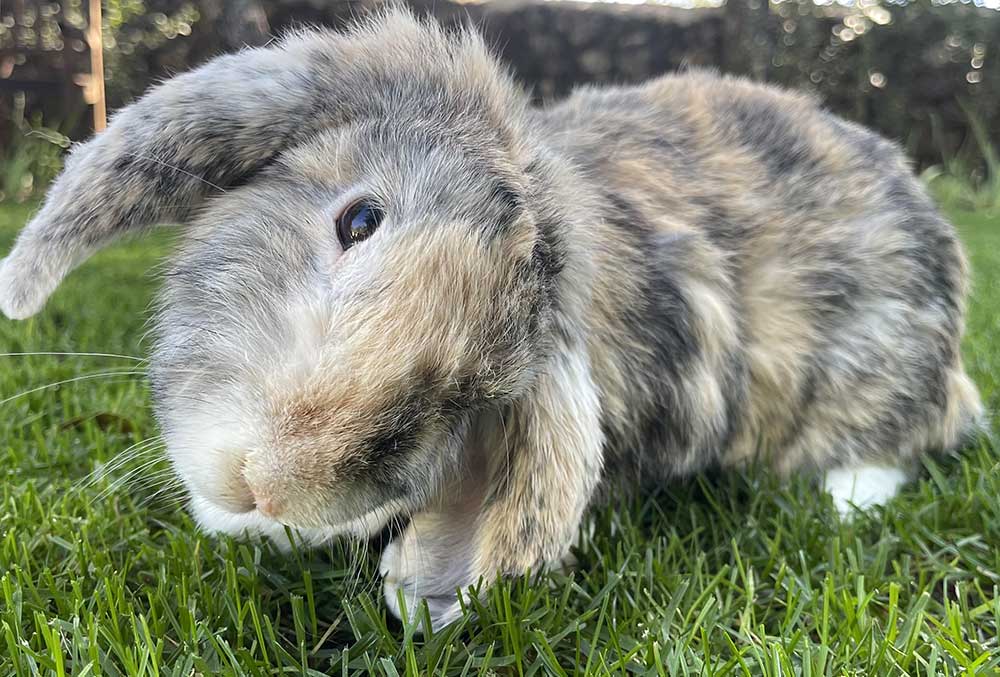 Parásito Encephalitozoon cuniculi en conejos
