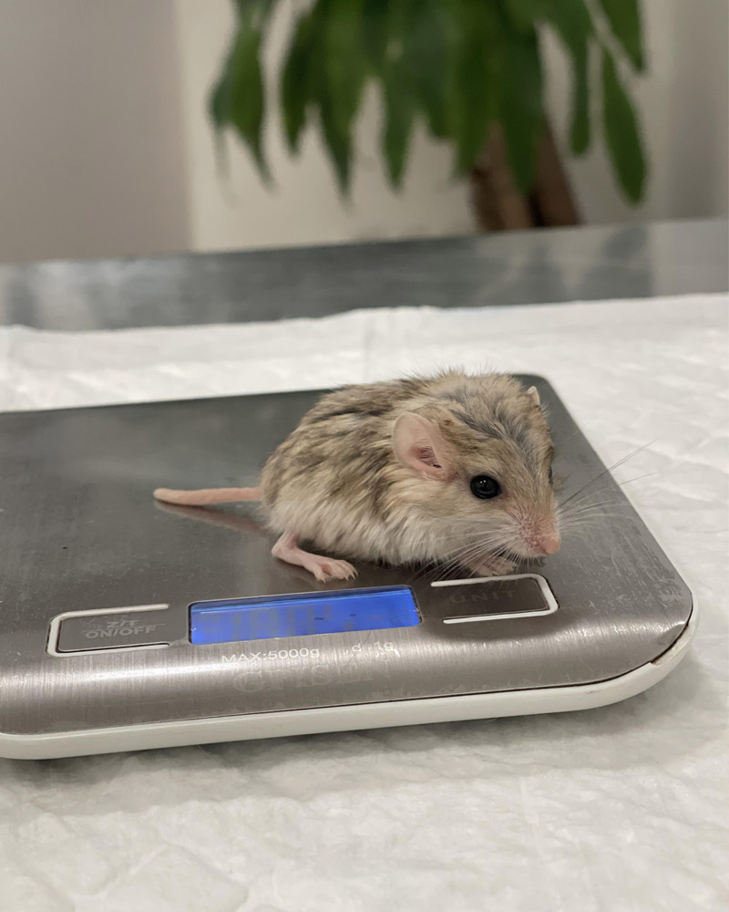 Alimentación del Pachyuromys Duprasi