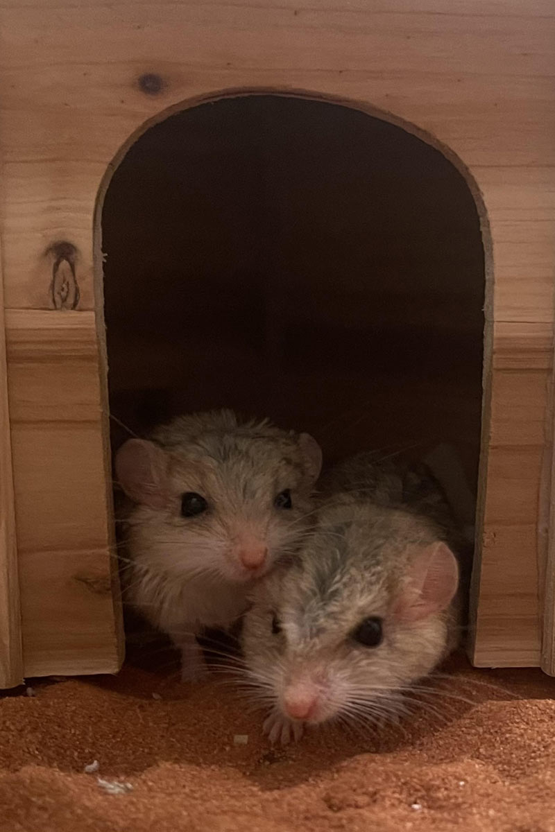 Cuidados y alojamiento de jerbo duprasi