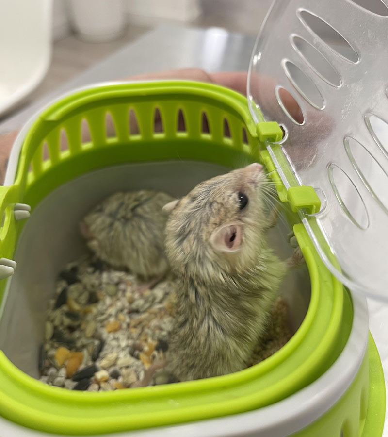 veterinario pachyuromys duprasi madrid - vetcon