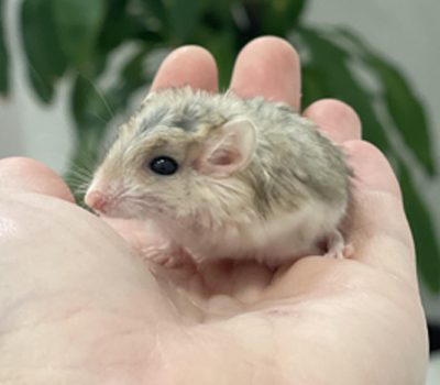 Pachyuromys duprasi o jerbo-duprasi