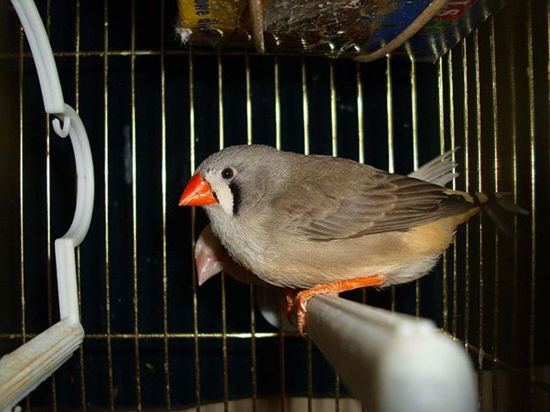 Cuidados en casa del diamante mandarín