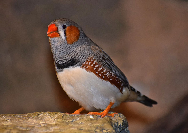 Cuidados veterinarios del diamante mandarín