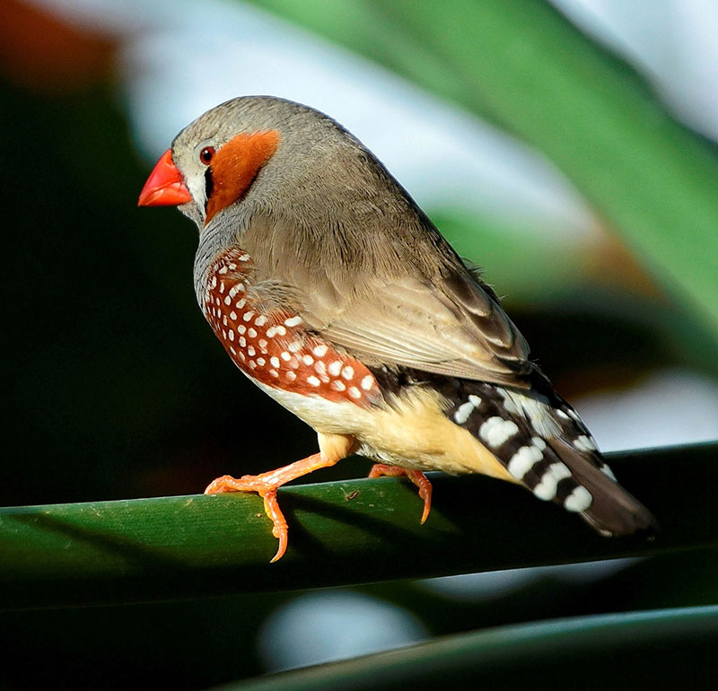 Diamante Mandarín: Taeniopygia guttata castanotis