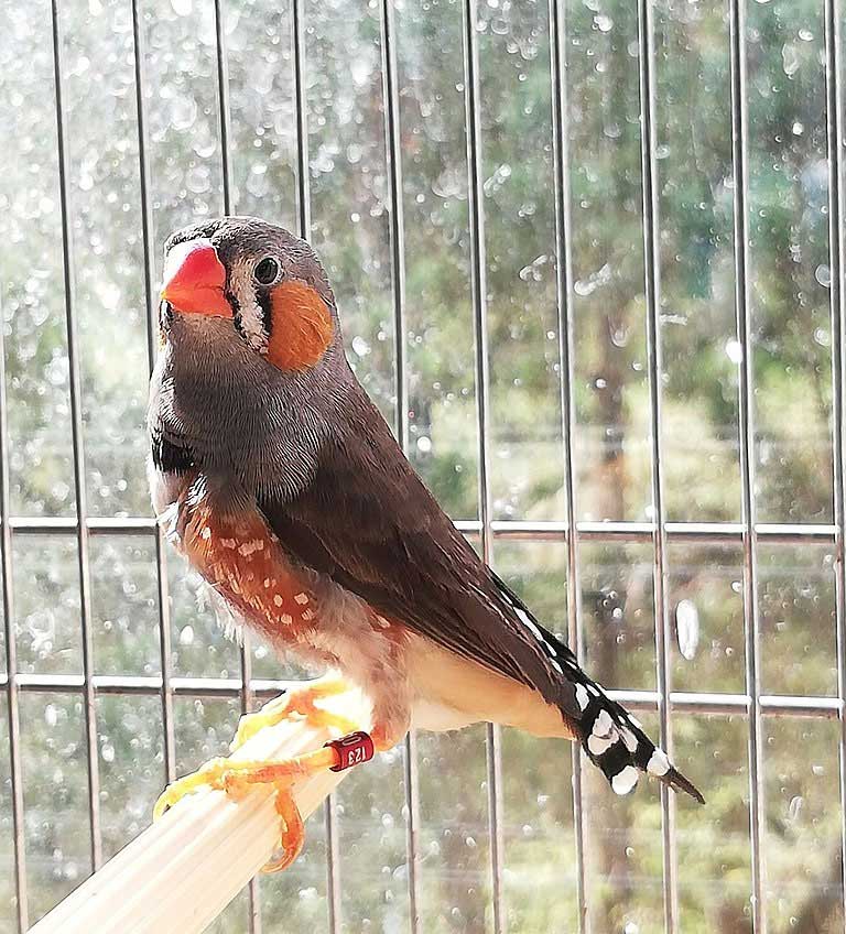 Recomendaciones para la jaula del diamante mandarín