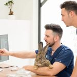 El coccidio, el parásito más común en conejos