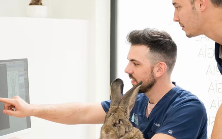 El Coccidio en conejos