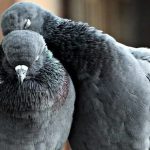 Paramixovirus en palomas