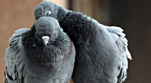 Paramixovirus en palomas