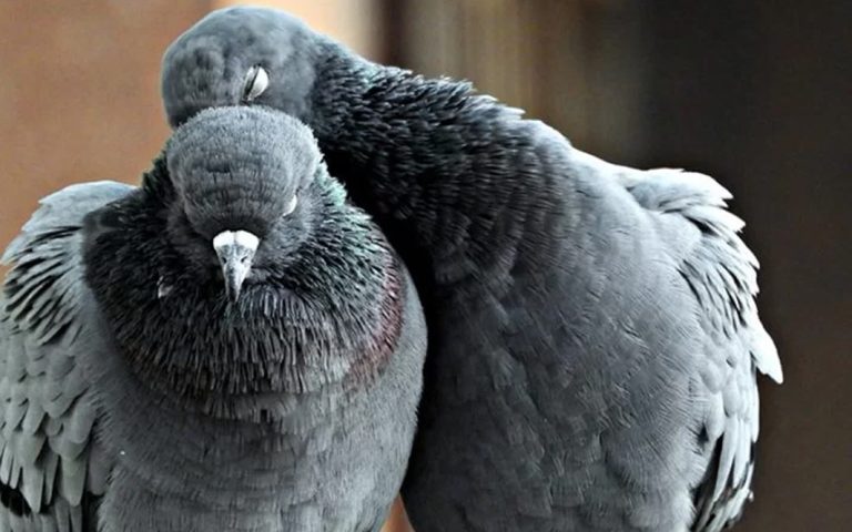 Paramixovirus en palomas