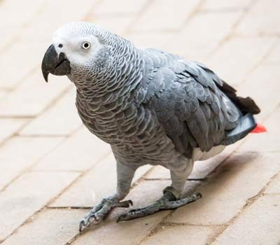 Loro gris de cola roja