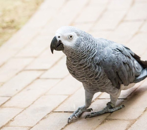 Loro gris de cola roja