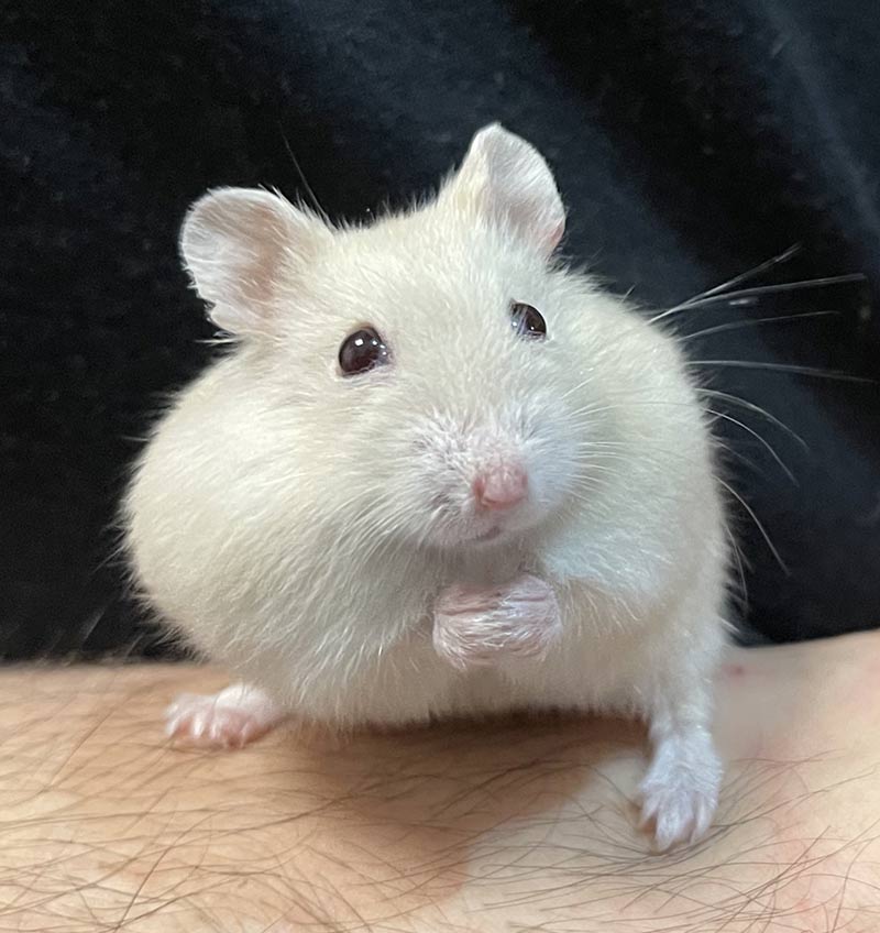 Recomendaciones alojamiento Hámster Ruso