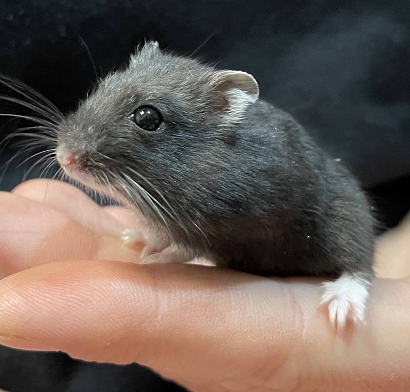 Dieta diaria del hámster ruso