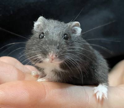 veterinario mamiferos exoticos - vetcon madrid