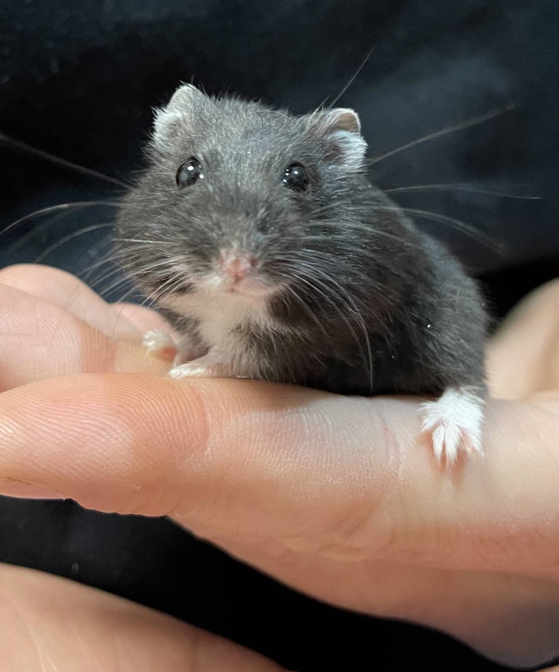 Phodopus sungorus: interacción y bienestar