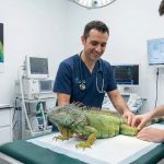 Veterinario de animales exóticos en Madrid 2026: servicios y especialidades