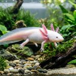 ajolote blanco ambystoma mexicanum en acuario