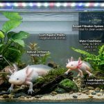 ajolote blanco características y apariencia ajolote blanco ambystoma mexicanum con branquias rosadas en acuario