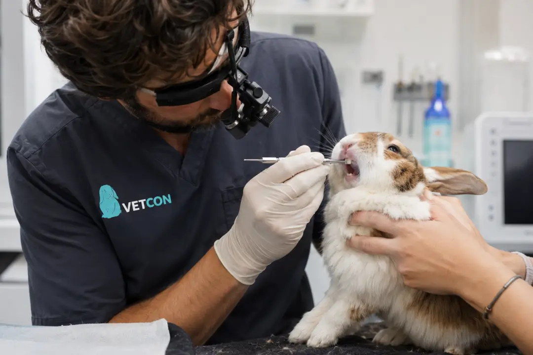 Veterinario especialista revisando la dentición de un conejo